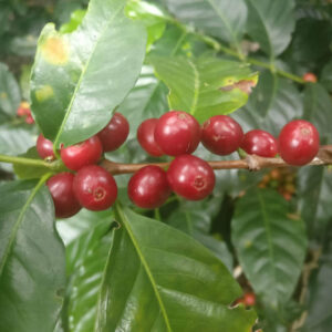 tak van een koffieplant met rode bessen