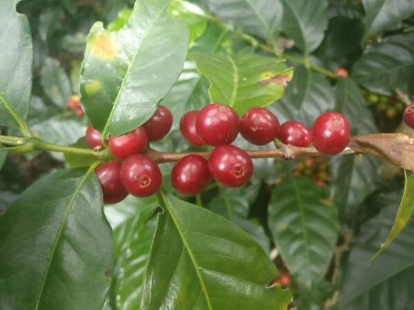 tak van een koffieplant met rode bessen