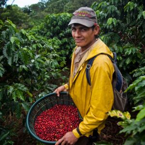 Costa Rica - Sonora - Image 4